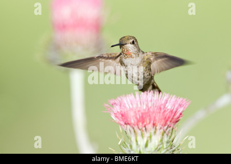 Femmina di Anna Hummingbird e California Thistle Foto Stock