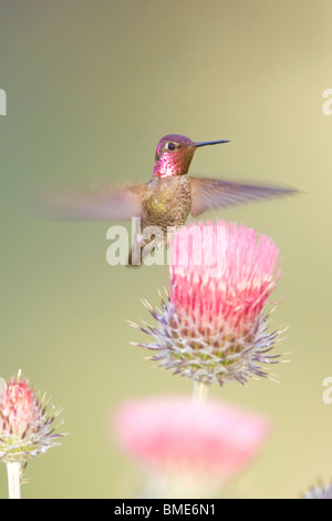 Anna e Hummingbird California Thistle - Verticale Foto Stock
