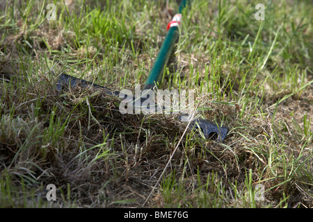 Giardino rastrello rastrellatura il muschio e erba morta in un disordinato prato non mantenuti nel Regno Unito Foto Stock