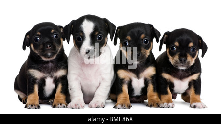 Gruppo di mixed-cuccioli di razza, 1 mese vecchio, di fronte a uno sfondo bianco Foto Stock