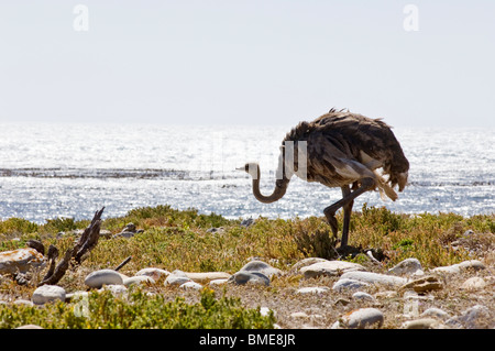 Struzzo in piedi sulla riva del mare Foto Stock