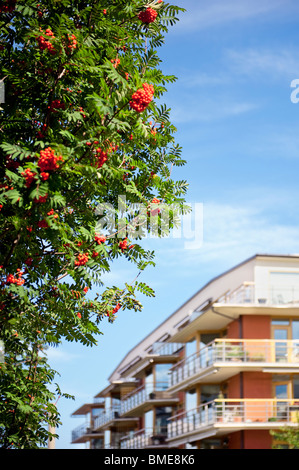 Rowan tree vicino all'edificio Foto Stock