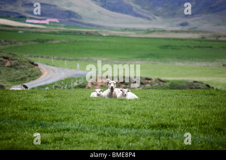 Pecore seduto sull'erba Foto Stock