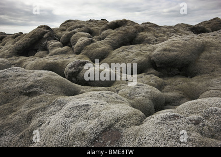 Crescita floreali su pietre di lava Foto Stock