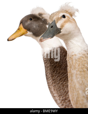 Close-up headshot di maschio e femmina Crested anatre, 3 anni, in piedi di fronte a uno sfondo bianco Foto Stock