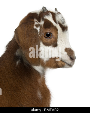 Close-up headshot capra rove kid, 3 settimane di età, di fronte a uno sfondo bianco Foto Stock