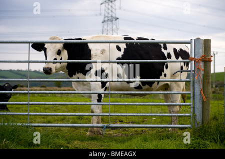 Mucca in piedi a un cancello con un pilone in backround Foto Stock