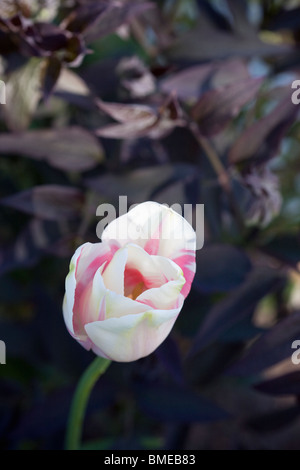 Una rosa tulip, close-up, Svezia. Foto Stock