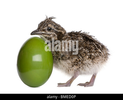 Elegante Tinamou crestato e uovo, 10 ore di vecchio, di fronte a uno sfondo bianco Foto Stock