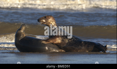 Coppia di grigio guarnizioni Atlantico Halichoerus grypus corteggiamento in mare a Donna Nook Lincolnshire UK Foto Stock