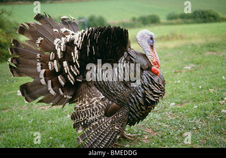 La Turchia strutting le sue piume Foto Stock