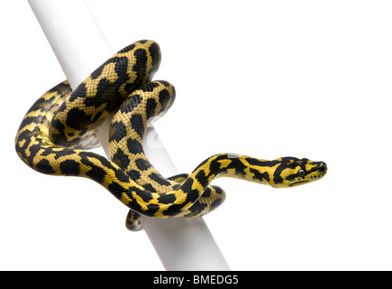 Morelia spilota variegata python, 1 anno di età, slithering intorno in pole davanti a uno sfondo bianco Foto Stock