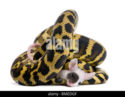 Morelia spilota variegata python, 1 anno di età, mangiare il mouse nella parte anteriore del fondo bianco Foto Stock