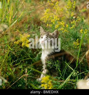 Gattino nel giardino, close-up Foto Stock