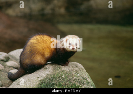 Polecat europeo permanente sulla roccia Foto Stock