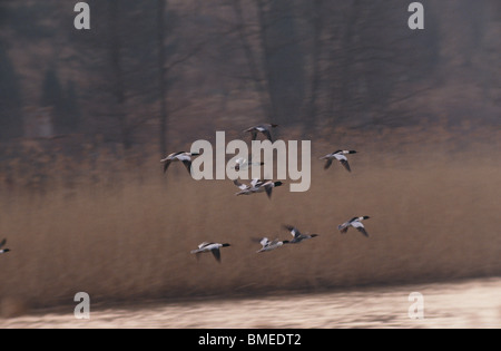 Gregge di smergo maggiore volando sul fiume Foto Stock