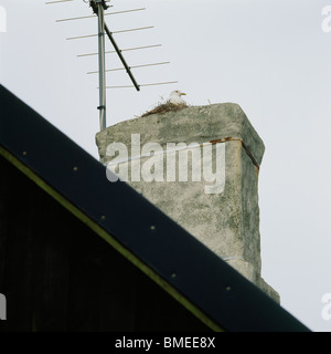 Gabbiano comune seduto accanto a un'antenna Foto Stock