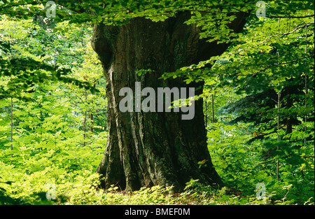 Grande tronco di albero è circondato da lussureggianti Foto Stock