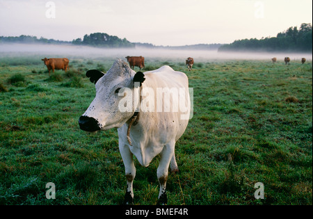 Vista delle vacche nel campo Foto Stock