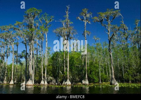 Nord America, USA, vista del corso d'acqua con il cipresso calvo tress Foto Stock