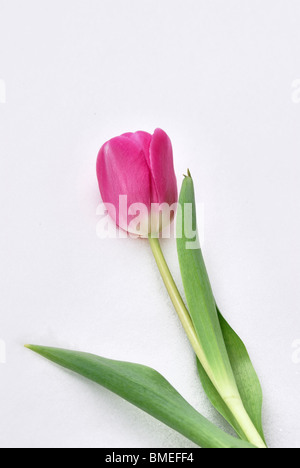 La Scandinavia, Svezia, Vastergotland, Tulip flower contro uno sfondo bianco, close-up Foto Stock