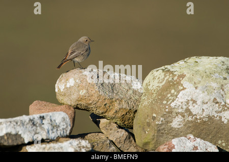 La Scandinavia, Svezia, Oland, Flycatcher su roccia, close-up Foto Stock