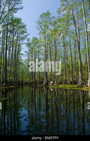 Nord America, USA, vista del corso d'acqua con il cipresso calvo tress Foto Stock