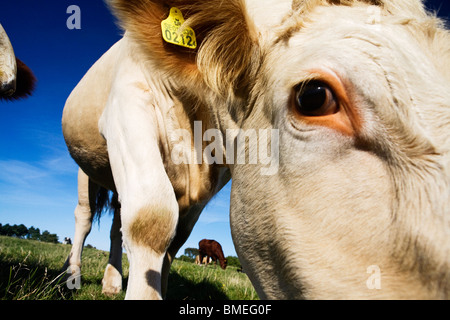 Il pascolo di bestiame, Svezia. Foto Stock