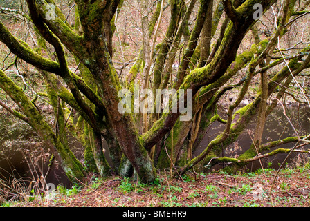 L 'hotel Astrid legno, Bolton Abbey, North Yorkshire, Inghilterra, Foto Stock