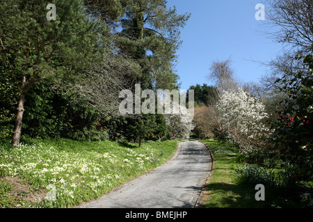 Paesaggio intorno a San Giusto in Roseland Cornwall in primavera Foto Stock