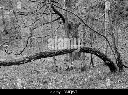 L 'hotel Astrid legno, Bolton Abbey, North Yorkshire, Inghilterra, Foto Stock