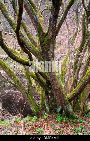 L 'hotel Astrid legno, Bolton Abbey, North Yorkshire, Inghilterra, Foto Stock