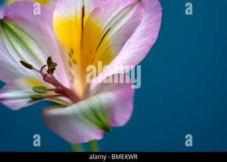 Chiusura del singolo Alstroemeria rosa su sfondo blu Foto Stock