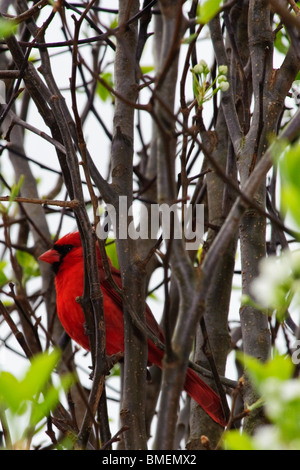 Maschio Cardinale settentrionale in Bradford Pear Tree in primavera Foto Stock