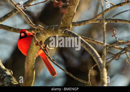 Maschio cardinale settentrionale nella struttura ad albero Foto Stock