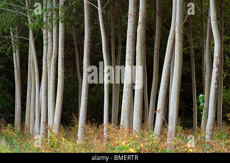 Pioppo nero foresta (Populus nigra) Foto Stock