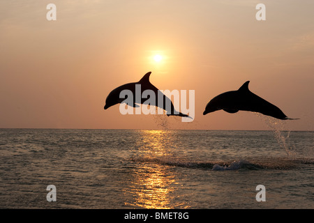 I Delfini al tramonto, Honduras Foto Stock