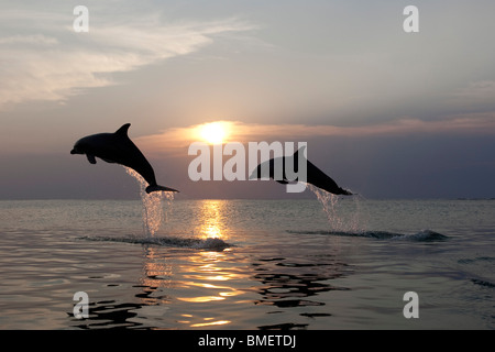 I Delfini al tramonto, Honduras Foto Stock