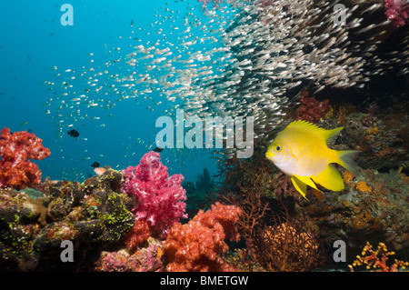 Golden fanciulla sulla barriera corallina con coralli molli e spazzatrici in background. Mare delle Andamane, Thailandia. Foto Stock