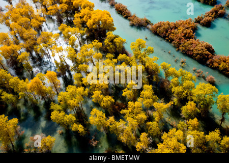 Vista aerea di Eufrate Poplar Forest nella contea di Xayar, Aksu Prefettura, Xinjiang Uyghur Regione autonoma, Cina Foto Stock