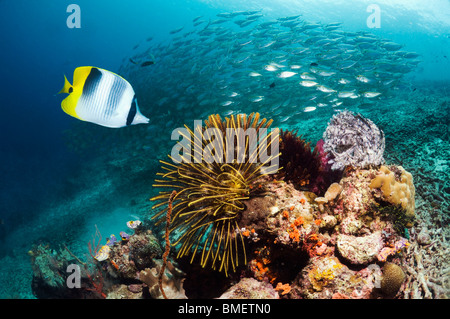 Pacific a doppia sella con butterflyfish featherstars e una Scuola di obeso scad. Misool Raja Empat, Papua occidentale, in Indonesia. Foto Stock