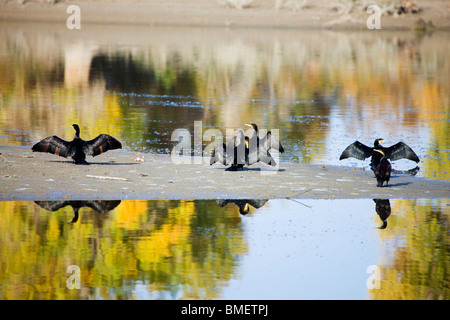 Gli uccelli riposare accanto Tarim fiume Eufrate Poplar Forest, Xayar County, Aksu Prefettura, Xinjiang Uyghur Regione autonoma, Cina Foto Stock