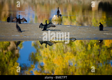 Gli uccelli riposare accanto Tarim fiume Eufrate Poplar Forest, Xayar County, Aksu Prefettura, Xinjiang Uyghur Regione autonoma, Cina Foto Stock