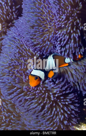 Clown anemonefish con varietà blu di anemone. Misool Raja Ampat, Papua occidentale, in Indonesia. Foto Stock