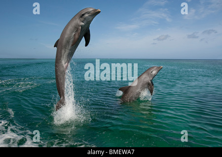 I Delfini, Honduras Foto Stock