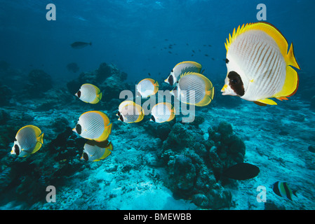 Panda butterflyfish sulla barriera corallina. Mare delle Andamane, Thailandia. Foto Stock