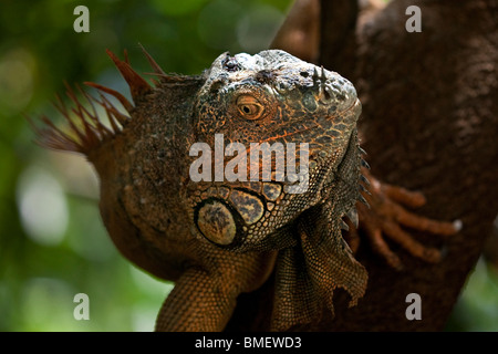 Iguana verde, Honduras Foto Stock