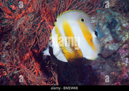 Arancio-nastrare coralfish alimentazione su gorgonia polipi. Misool Raja Ampat, Papua occidentale, in Indonesia. Foto Stock