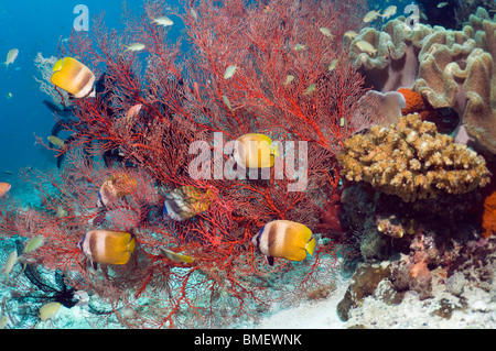 Klein alimentazione butterflyfish su gorgonia polipi. Raja Ampat, Papua occidentale, in Indonesia. Foto Stock