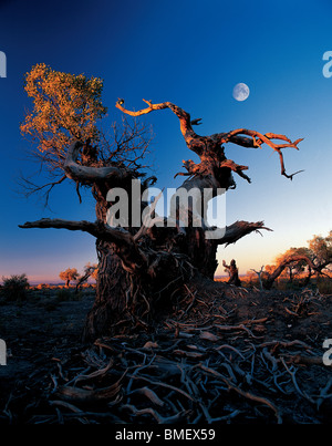 Magnifica Tarim Eufrate Pioppo Riserva Naturale Nazionale a caduta, Xinjiang Uyghur Regione autonoma, Cina Foto Stock